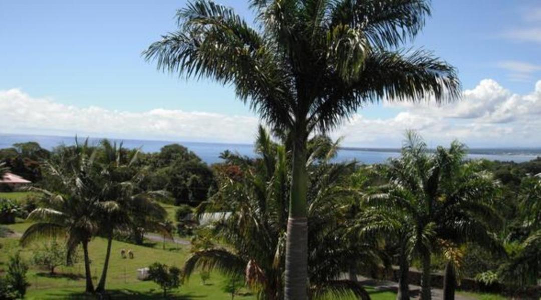 Island Goode'S - Luxury Adult Only Accommodation Near Hilo Papaikou Extérieur photo