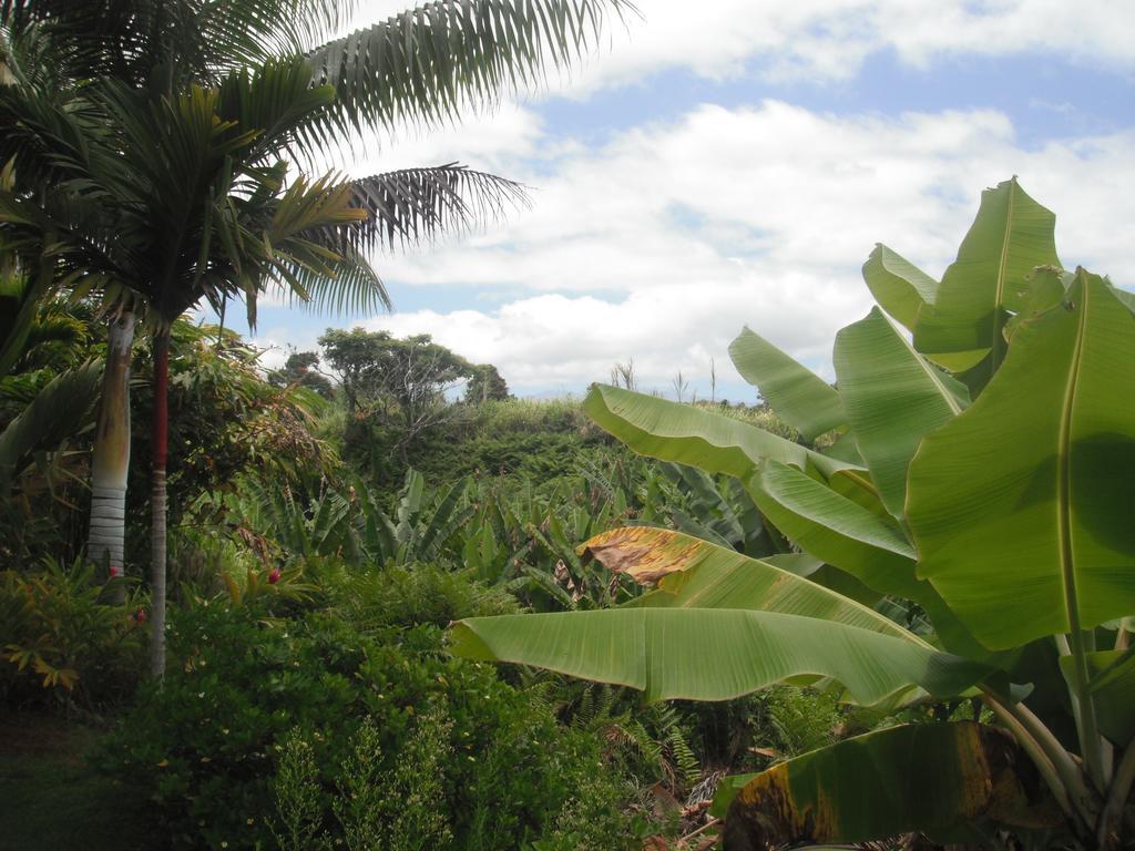 Island Goode'S - Luxury Adult Only Accommodation Near Hilo Papaikou Extérieur photo