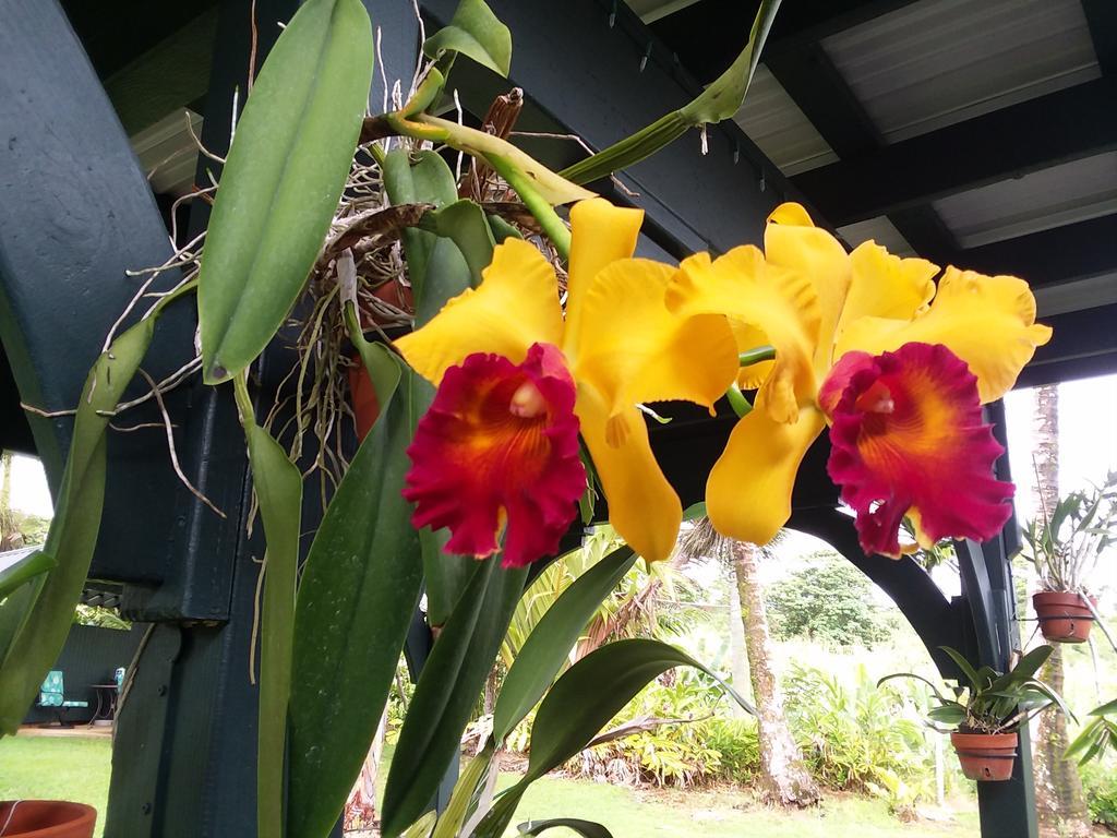 Island Goode'S - Luxury Adult Only Accommodation Near Hilo Papaikou Extérieur photo