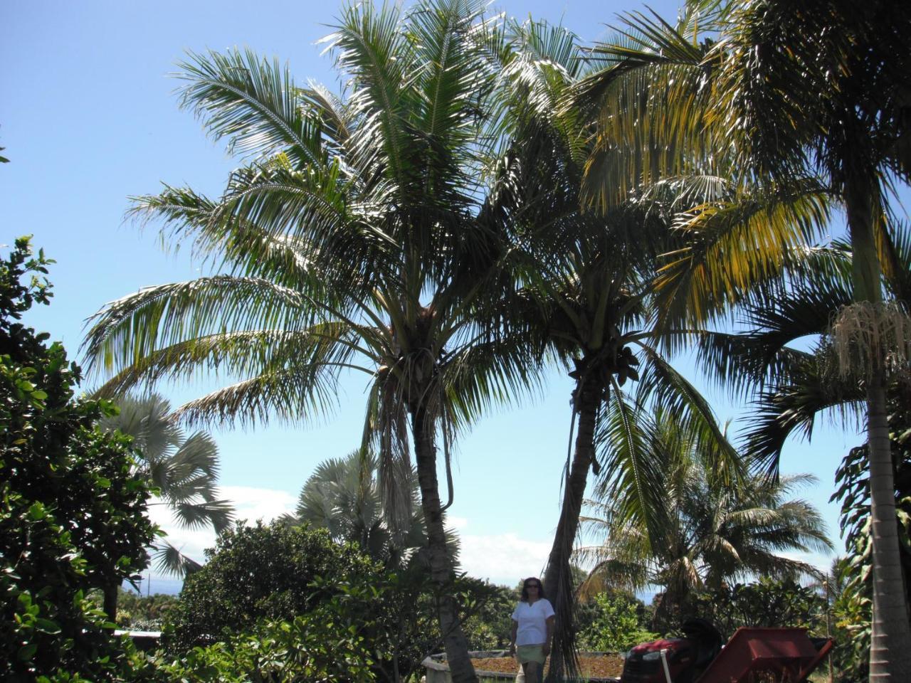 Island Goode'S - Luxury Adult Only Accommodation Near Hilo Papaikou Extérieur photo