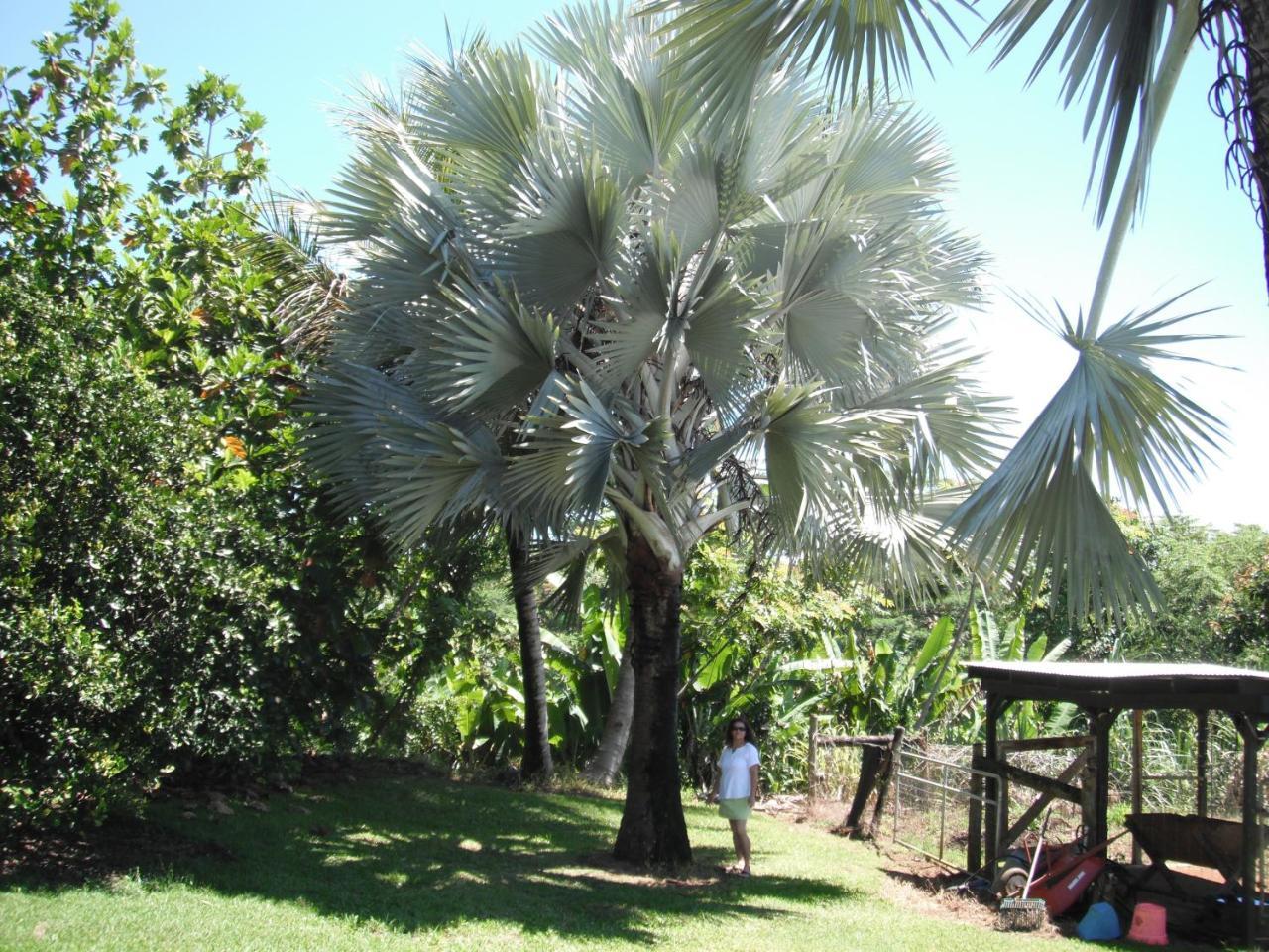 Island Goode'S - Luxury Adult Only Accommodation Near Hilo Papaikou Extérieur photo